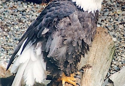 2001-06-United-States-Alaska-eagle