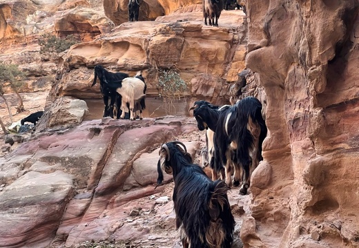 2022-11-Middle-East-Jordan-Petra-IMG 0539