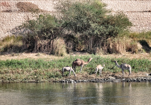 africa egypt nile dsc 1453 pro