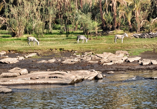 africa egypt nile dsc 1451 pro