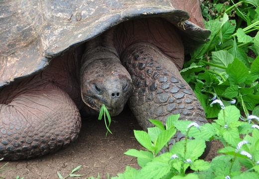 Galapagos-Islands