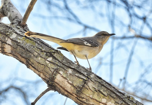 Bird DSC0450 pro