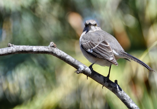 Bird DSC0454 pro